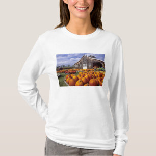 Camiseta EUA, Vermont, Shelbourne, Abóboras