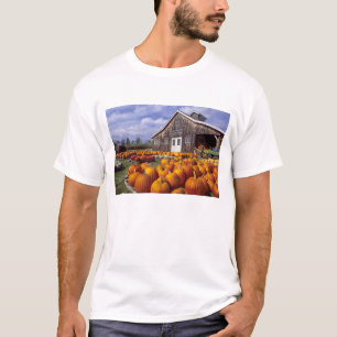 Camiseta EUA, Vermont, Shelbourne, Abóboras
