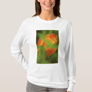 Camiseta EUA, Virgínia, Arlington, close-up de laranja