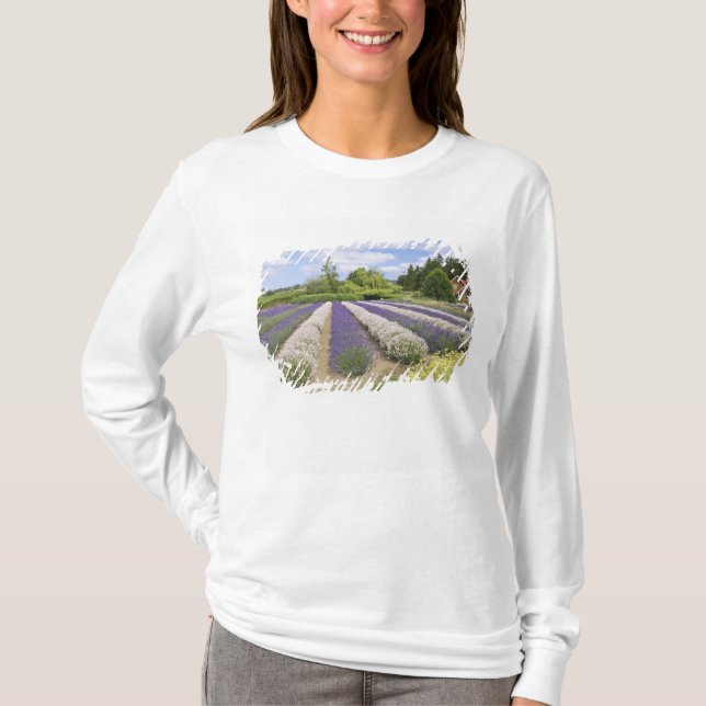 Camiseta EUA, WA, Sequim, Fazenda de Lavanda de Risco Roxo (Frente)