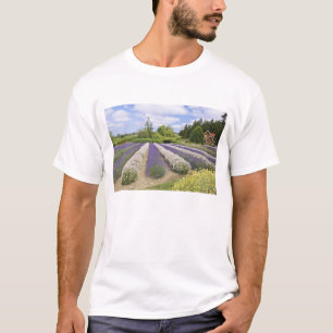 Camiseta EUA, WA, Sequim, Fazenda de Lavanda de Risco Roxo