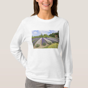 Camiseta EUA, WA, Sequim, Purple Haze Lavender Farm