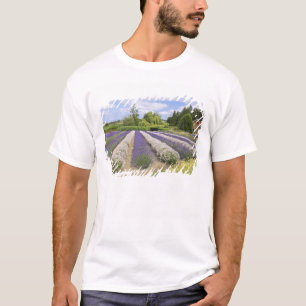 Camiseta EUA, WA, Sequim, Purple Haze Lavender Farm