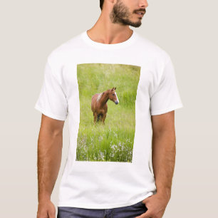 Camiseta EUA, Washington, Cavalo em Campo de Primavera,