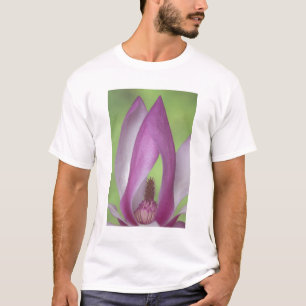 Camiseta EUA, Washington. Close-up da flor de magnólia.