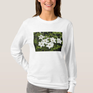 Camiseta EUA, Washington, Cornus do Pacífico, Cornus