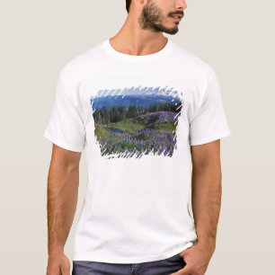 Camiseta EUA, Washington Mt. Adams Wilderness, Prados