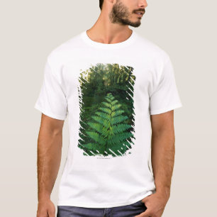 Camiseta EUA, Washington, parque nacional da Olympia, rio