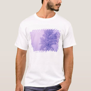 Camiseta EUA, Washington, Spokane County, Fosco