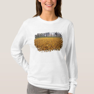 Camiseta EUA, Washington, Spokane, Manito Park, outono