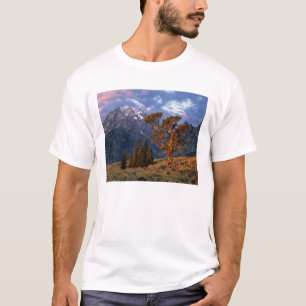 Camiseta EUA, Wyoming, Grand Teton NP. Um cedro solitário