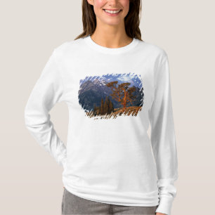 Camiseta EUA, Wyoming, Grand Teton NP. Um cedro solitário