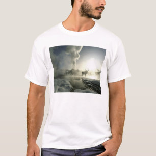 Camiseta EUA, Wyoming, Parque Nacional de Yellowstone. Nasc