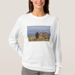 Camiseta EUA, Wyoming, perto de Cody Grupo de cavalos