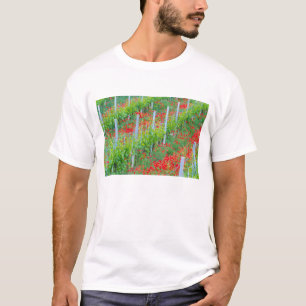 Camiseta Europa, Itália, Toscana. Papoulas vermelhas colori