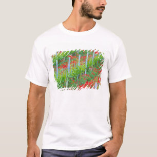 Camiseta Europa, Itália, Toscana. Papoulas vermelhas colori