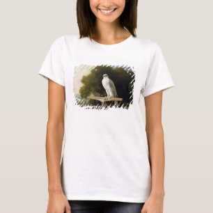 Camiseta Falcão de Greenland (falcão cinzento), 1780 (ól