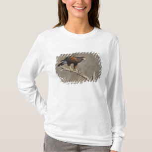 Camiseta Falcão-de-harris pousado