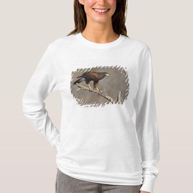 Camiseta Falcão-de-harris pousado (Frente)