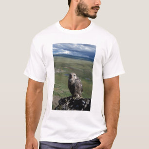 Camiseta falcão-gerifalte, Falco rusticolus, juvenil