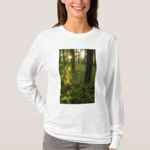 Camiseta Ferns na floresta em Grafton, Massachusetts.