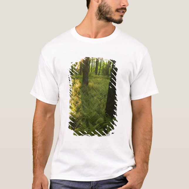 Camiseta Ferns na floresta em Grafton, Massachusetts. (Frente)