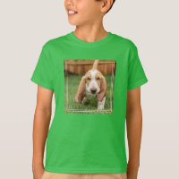 Filhote de Basset Hound Caminhando
