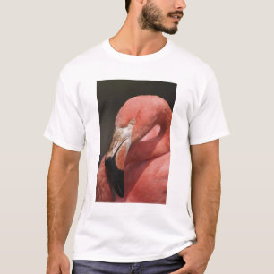 Camiseta Flamingo chileno, Phoenicopterus chilensis