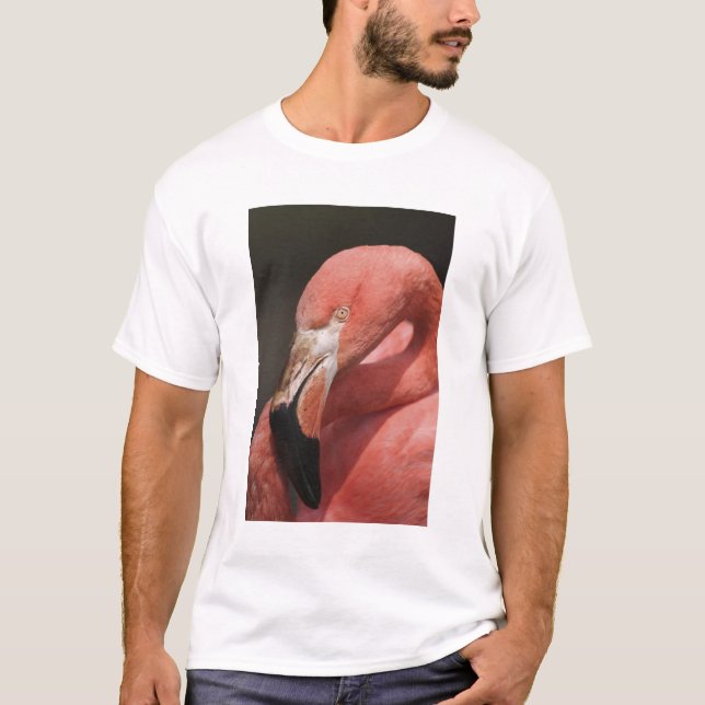 Camiseta Flamingo Chileno, Phoenicopterus chilensis (Frente)