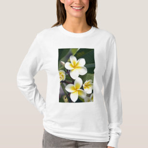 Camiseta Flor de Frangipani Ilhas Cook