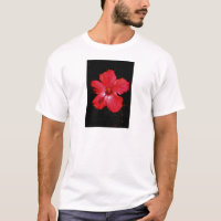 Flor de Hibiscus Vermelho Rosa-Quente a Preto