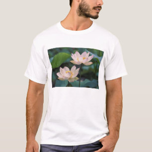 Camiseta Flor de lótus em flor, China