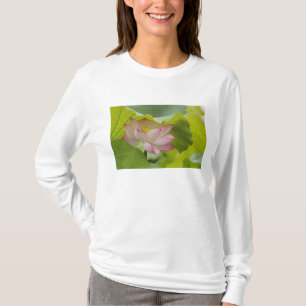 Camiseta Flor de lótus, Nelumbo nucifera, China