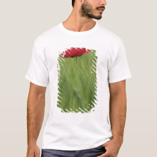 Camiseta flor de papoila vermelha entre a cultura de trigo,