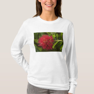 Camiseta Flor de Pohutukawa, Dunedin