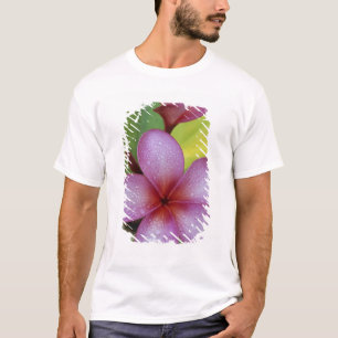 Camiseta Flor, Plumeria sp.), Pacífico Sul, Niue