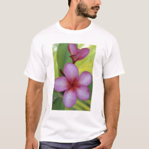 Camiseta Flor, Plumeria sp.), Pacífico Sul, Niue