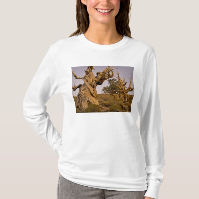 Camiseta Floresta Antiga de Bristlecone, Montanhas Brancas, (Frente)