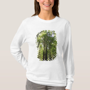 Camiseta Floresta de Redwood, Rotorua, Nova Zelândia