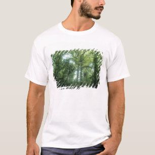 Camiseta Floresta Nubosa de Monteverde, Costa Rica.