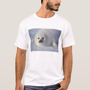 Camiseta Foca da Groenlândia Phoca groenlandica) Uma foca d
