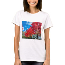 Folhas De Árvore Vermelha Brilhante No Outono