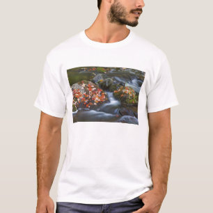 Camiseta Folhas de bordo vermelho cobrem as rochas no