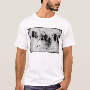 Camiseta formigas surfando
