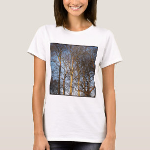 Camiseta Foto Quadrada - Árvores de Inverno Sunlit