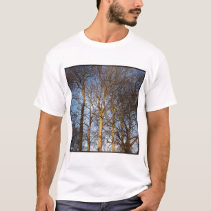 Camiseta Foto Quadrada - Árvores Invernas Sunlit