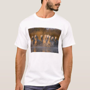 Camiseta França, Provença. Cavalos brancos Camargue