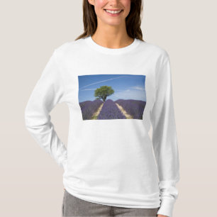 Camiseta França, Provença. Fileiras de lavanda em flor. 4