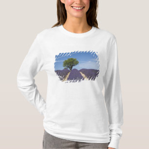 Camiseta França, Provença. Fileiras de lavanda em flor. 4