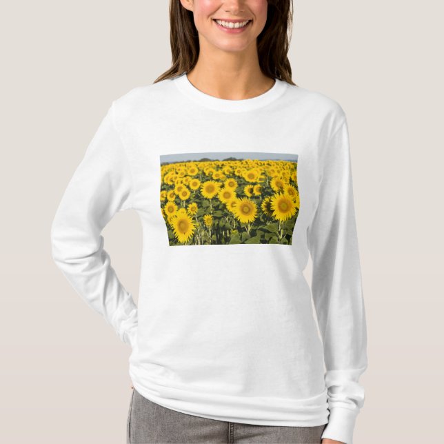 Camiseta França, Provença, Valensole. Campo de (Frente)
